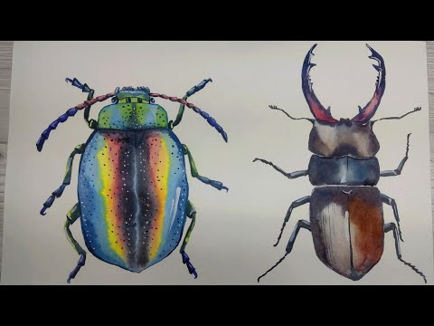 Видео: Как нарисовать ЖУКОВ. Жук- олень и радужный жук. Акварель и гуашь.