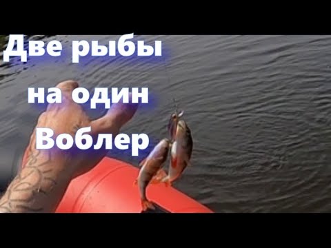 Видео: Два Окуня на Один Воблер  Рыбалка на Ультро Лайт