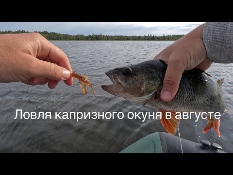 Видео: Ловля капризного окуня в августе на спиннинг