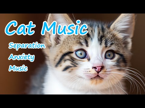 Видео: Исцеляющая музыка для кошек: музыка, успокаивающая кошек от глубокой разлуки!🐱