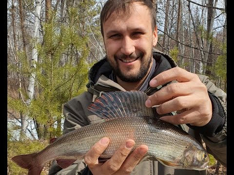 Видео: Рыбалка на горной реке! Открытие сезона 2021! Огромный хариус))