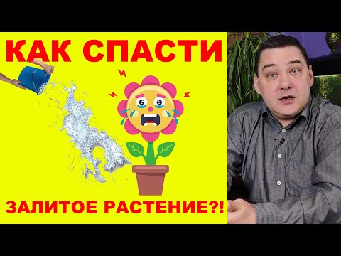 Видео: Как спасти залитое растение. Пошаговая инструкция