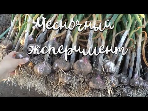 Видео: Мульчировать или нет? Озимый чеснок без хлопот//эксперимент удался