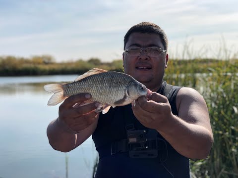 Видео: Карась, LOVEись!!!/рыбалка близ поселка Ынтымак