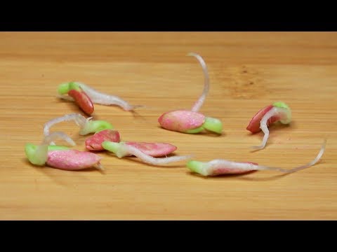 Видео: СДЕЛАЙТЕ ЭТО И ОГУРЦЫ ПРОРАСТУТ ЧЕРЕЗ НЕСКОЛЬКО ЧАСОВ!