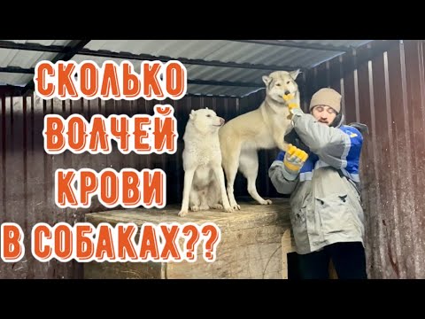 Видео: Удивительные результаты генетических тестов на процент ВОЛЧЕЙ крови. Гибрид Волка и ЗСЛ.