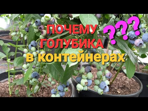 Видео: Голубика в контейнерах???