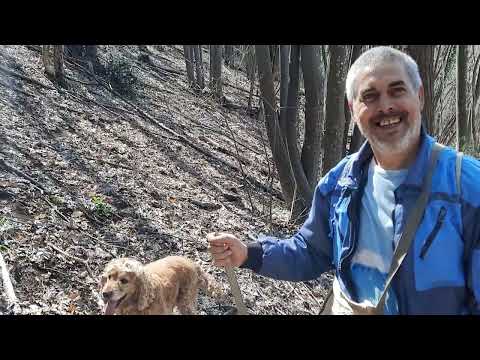 Видео: Търсене на нови райони за лов на трюфели - Част 2