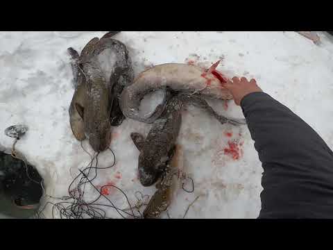 Видео: Рыбалка.Налим и ещё раз налим.)))(серия # 49)