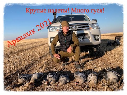 Видео: Охота на гуся в Казахстане, Аркалык и Акмолинская область, Октябрь 2021г.