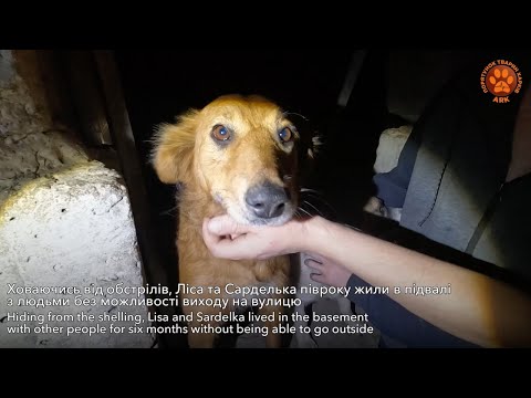 Видео: ЧАСІВ ЯР | Собаки живуть у підвалах, рятуючись від обстрілів | Евакуація тварин