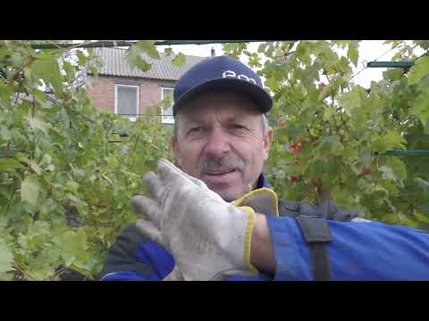 Видео: Приклад посадки саджанця і як його заставити вегетувати в березні