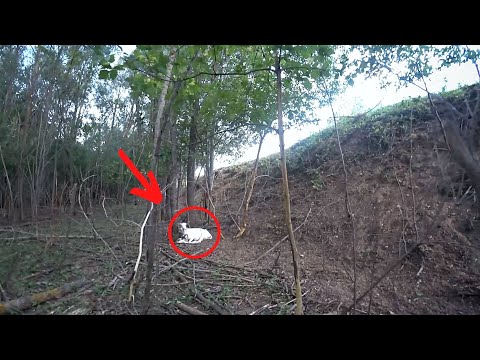 Видео: Коза НЕ ВЕРНУЛАСЬ из леса. НЕ ОЖИДАЛИ ТАКОЕ УВИДЕТЬ...