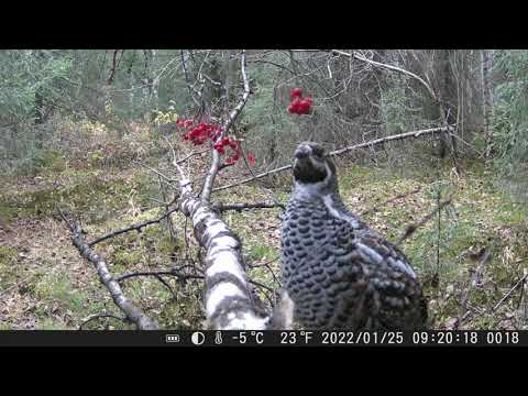 Видео: Редкие кадры кормления рябчика. Охота на рябчика. Петли на рябчика. Манок рябчик.