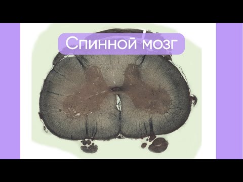 Видео: Спинной мозг  | коротко и понятно