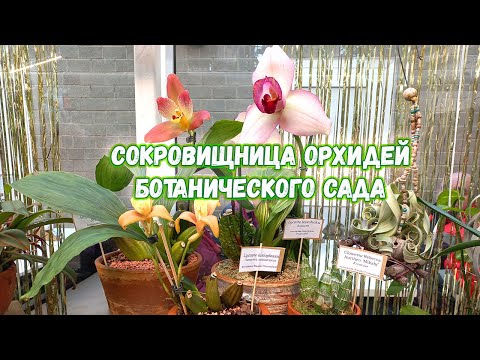Видео: Покажем орхидеи из сокровищницы ботанического сада