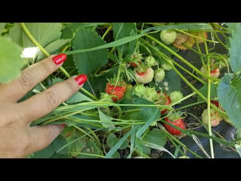 Видео: Земляника Даренка, поразила!