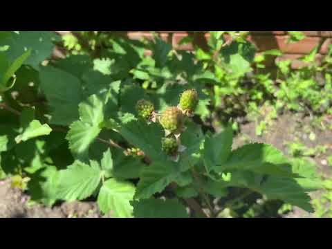 Видео: Ежевика Арапахо самый ранний сорт. Два урожая за сезон.