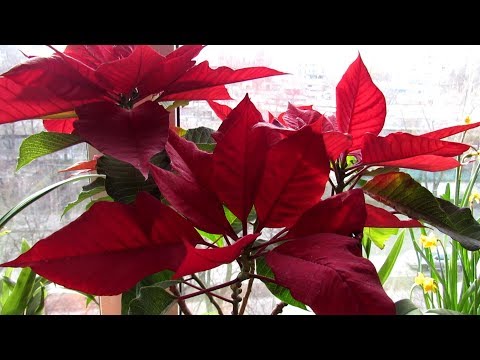 Видео: КАК правильно ОБРЕЗАТЬ  ПУАНСЕТТИЮ после цветения. РЕЗУЛЬТАТ  ОБРЕЗКИ через 2 недели.