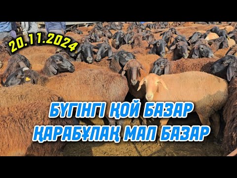 Видео: 20.11.2024 БҮГІНГІ ҚОЙ БАЗАР / ҚАРАБҰЛАҚ МАЛ БАЗАР ♻️