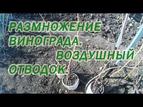 Видео: Проверяем воздушный  отводок осенью. Размножение винограда.