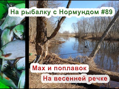 Видео: Мах и поплавок на весенней речке: На рыбалку с Нормундом #89