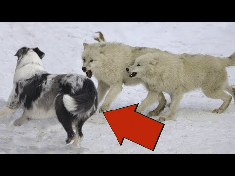 Видео: 3 ВОЛКА НАПАЛИ НА СОБАКУ! ВОЛКИ ПРОТИВ СОБАК! ЧАСТЬ 2
