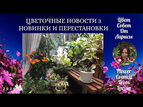 Видео: ЦВЕТОЧНЫЕ НОВОСТИ 3 | НОВИНКИ И ПЕРЕСТАНОВКА 4К