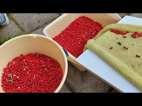 Видео: Как быстро почистить ягоды, бруснику:))лайф хак