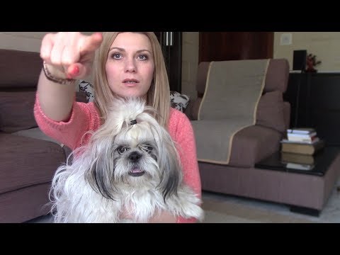 Видео: Дрессировка | Команда "Кувырок"