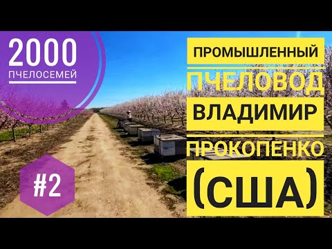 Видео: #2: 2000 #пчелосемей: пром-ый #пчеловод Владимир Прокопенко (США)