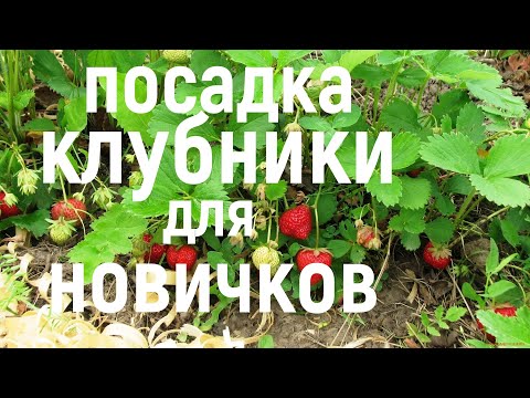 Видео: Посадка КЛУБНИКИ для НОВИЧКОВ! 1000 мелочей делают результат!