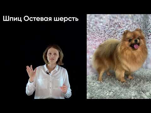 Видео: ✂️Профессия ГРУМЕР: плюсы и минусы🐩