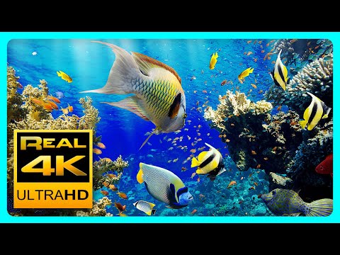 Видео: лучший расслабляющий аквариум в 4K UHD 🐠 Anti-Stress Music, Relax and Meditation.