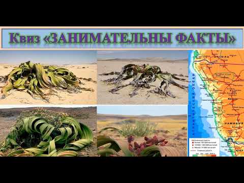 Видео: 67 Экстремальная вельвичия