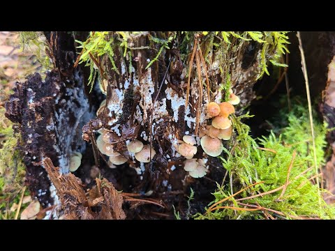 Видео: Новые ингредиенты для ПРОВОКАЦИИ БАРМАТУХИ