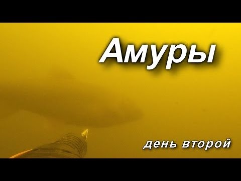 Видео: ПОДВОДНАЯ ОХОТА НА БЕЛОГО АМУРА!!! Spearfishing in Volga 2019!!! День второй! Трофейный белый Амур!