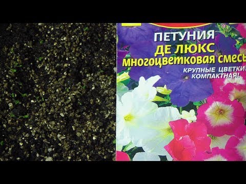 Видео: Посев Петунии с кипятком . С результатом как всегда!