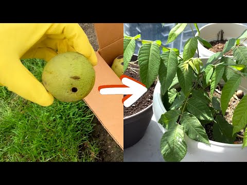 Видео: Выращивание черного ореха из семян — от 0 до 1 года