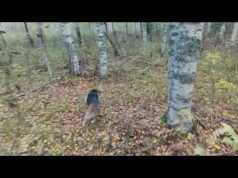 Видео: 3 октября 2025 г.