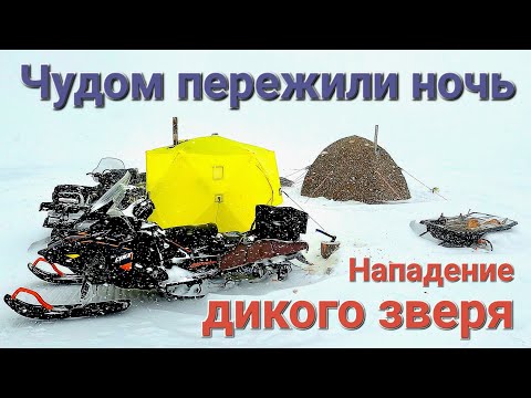 Видео: НАПАДЕНИЕ ДИКОГО ЗВЕРЯ НА РЫБАКОВ/СТРАШНАЯ НОЧЕВКА В ПАЛАТКЕ или ЧУДОМ ПЕРЕЖИЛИ НОЧЬ/Рыбалка в горах