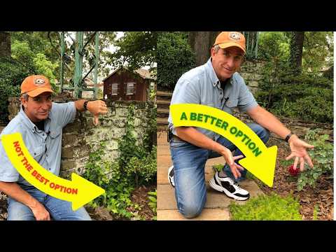 Видео: Почвопокровные растения | Правильное растение для правильного применения