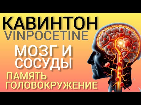 Видео: Кавинтон (Vinpocetine) Память Сосуды Головокружения Энергия l Польза или Вред