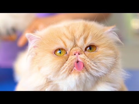 Видео: Самый симпатичный кот с высунутым языком!! 😻🛁✂️❤️
