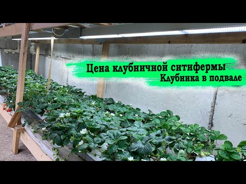 Видео: Реальная цена бюджетной клубничной ситифермы.  Клубника в подвале зимой.