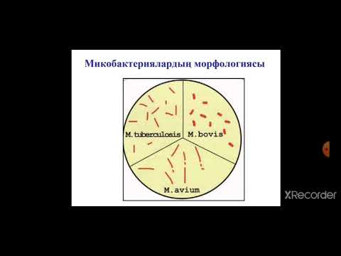 Видео: Коринебактерии. Микобактерии. Бардотеллы.