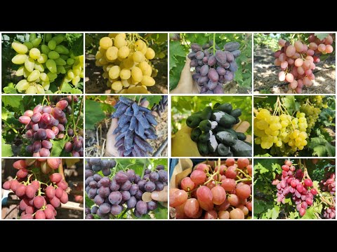 Видео: Жаркие новинки винограда. Лето 2020г. Часть 1. Конкурс.