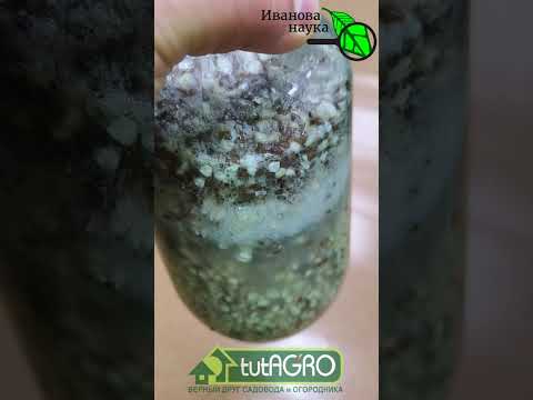 Видео: ВМЕСТО ПОКУПНЫХ ЗАКВАСОК - ЭТА ЗЕРНОВАЯ БРОДИЛОВКА! Не можете купить? Приготовьте!