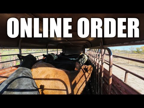 Видео: Я купил скот через Интернет...