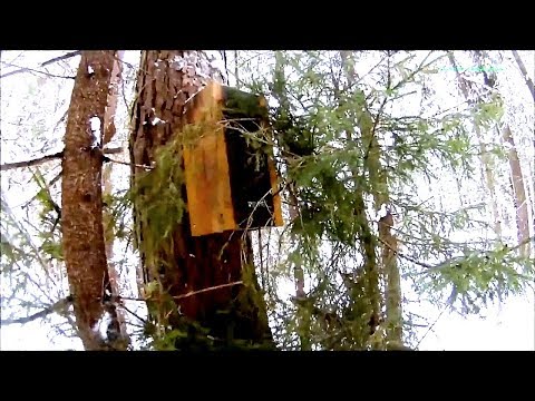 Видео: Приманка от КАПКАНПРОМ на путике.Охота на куницу ящичными ловушками. (Будни охотника и рыбака)